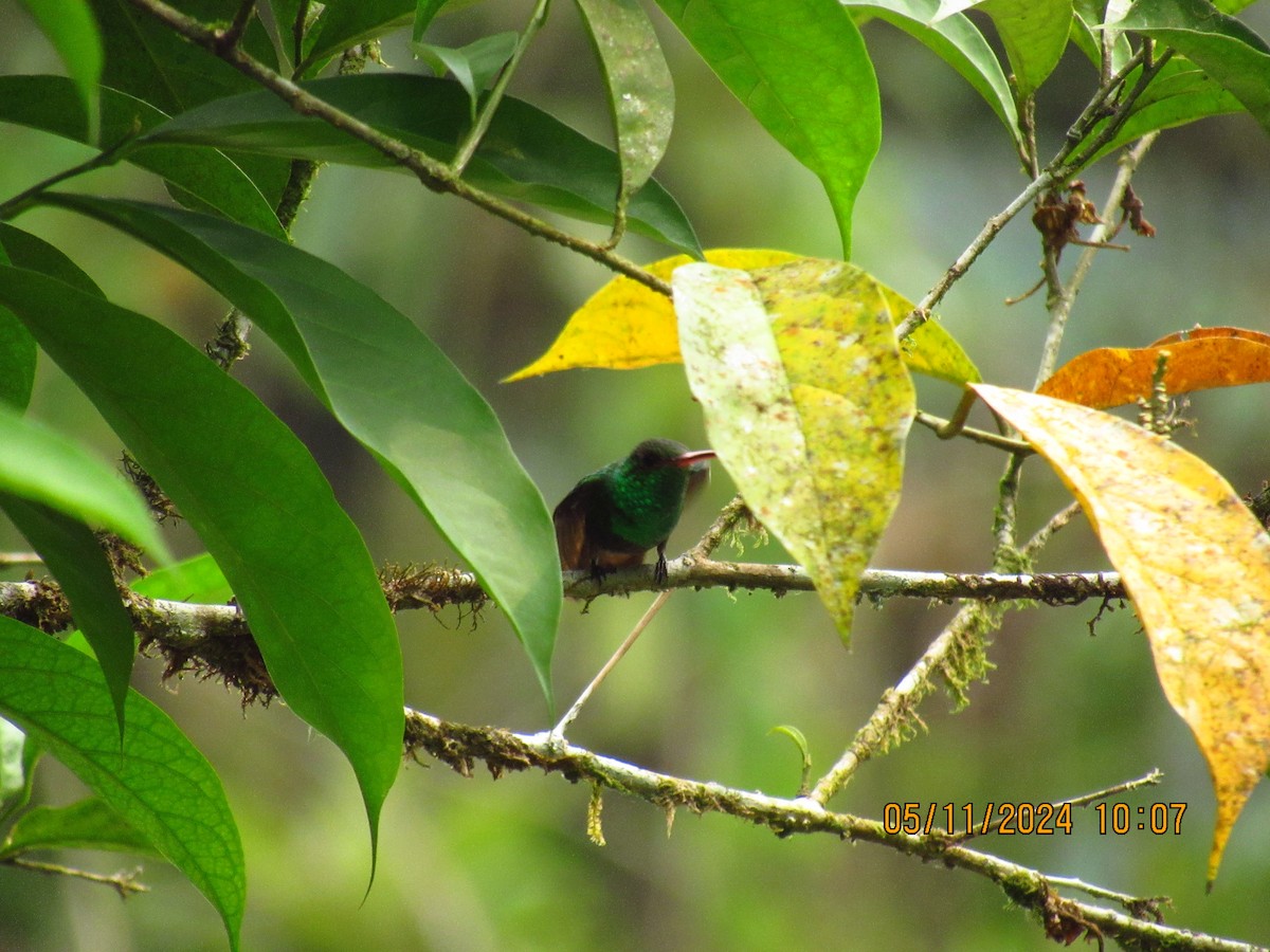 Rufous-tailed Hummingbird - Samuel Fairhurst