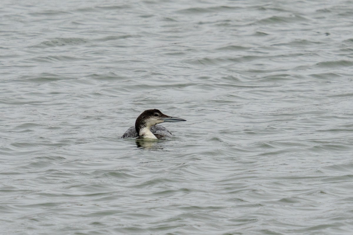 Common Loon - Amanda Newlove