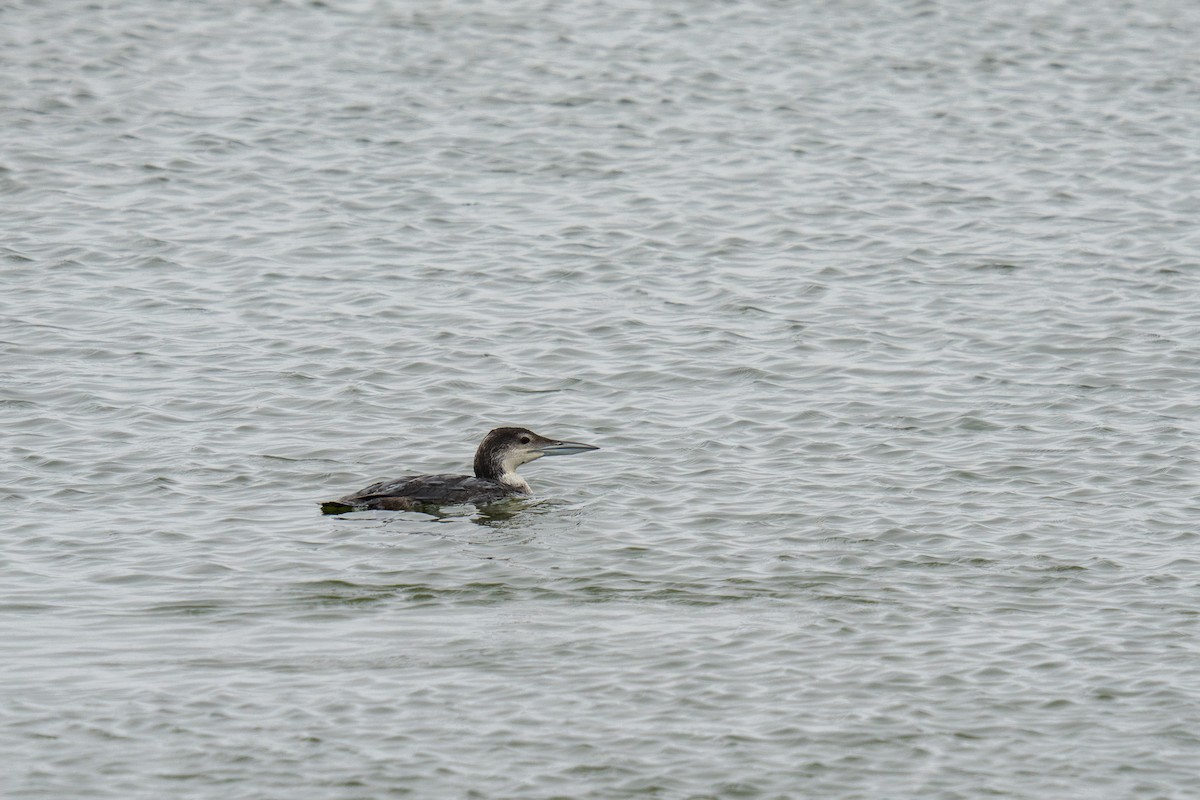 Common Loon - Amanda Newlove