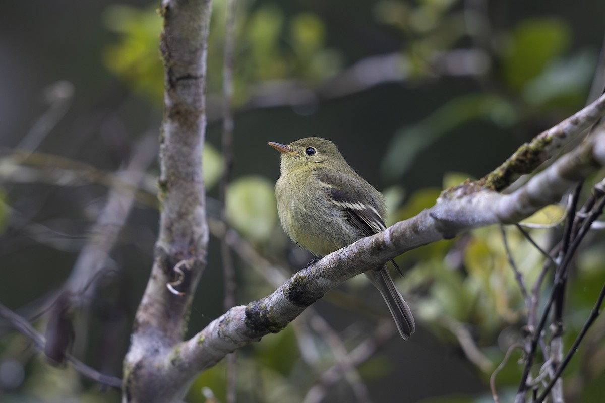 Yellow-bellied Flycatcher - Jon Irvine