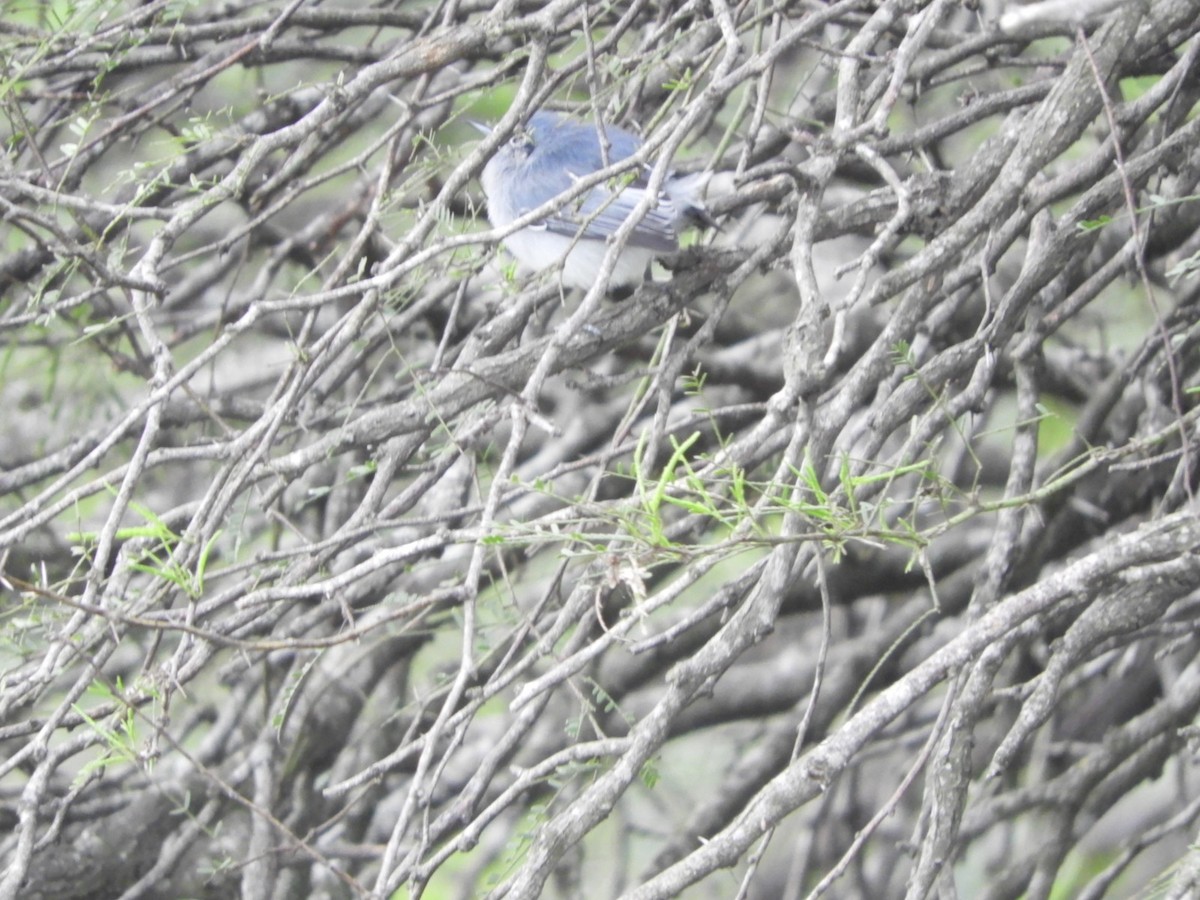 Masked Gnatcatcher - ML618894504