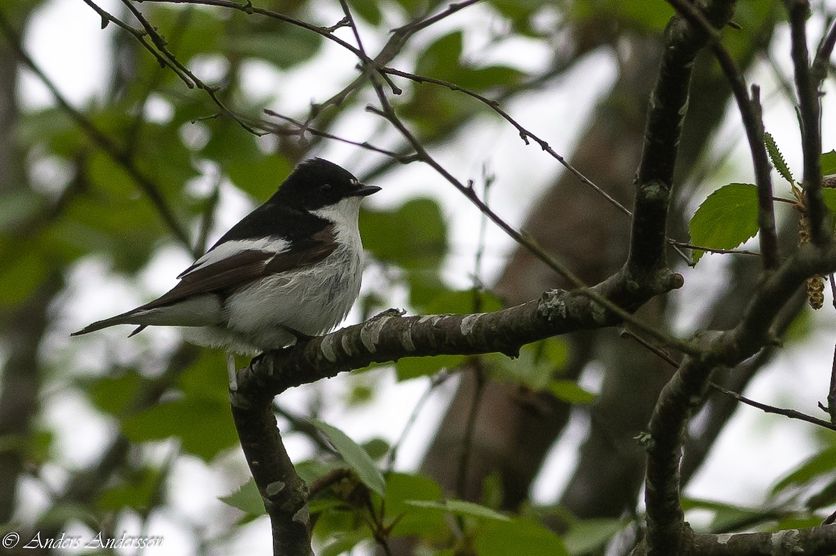 European Pied Flycatcher - Anders Andersson