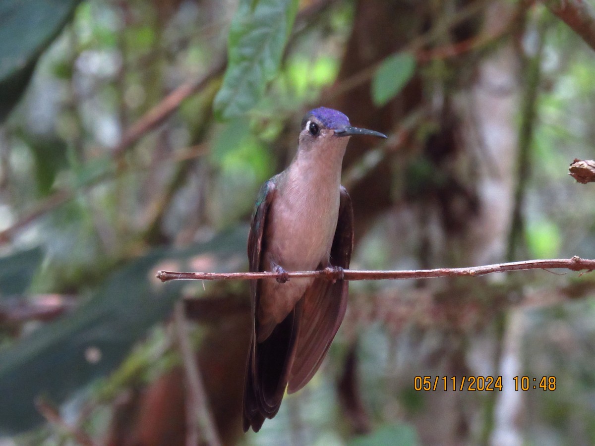 Wedge-tailed Sabrewing - Samuel Fairhurst