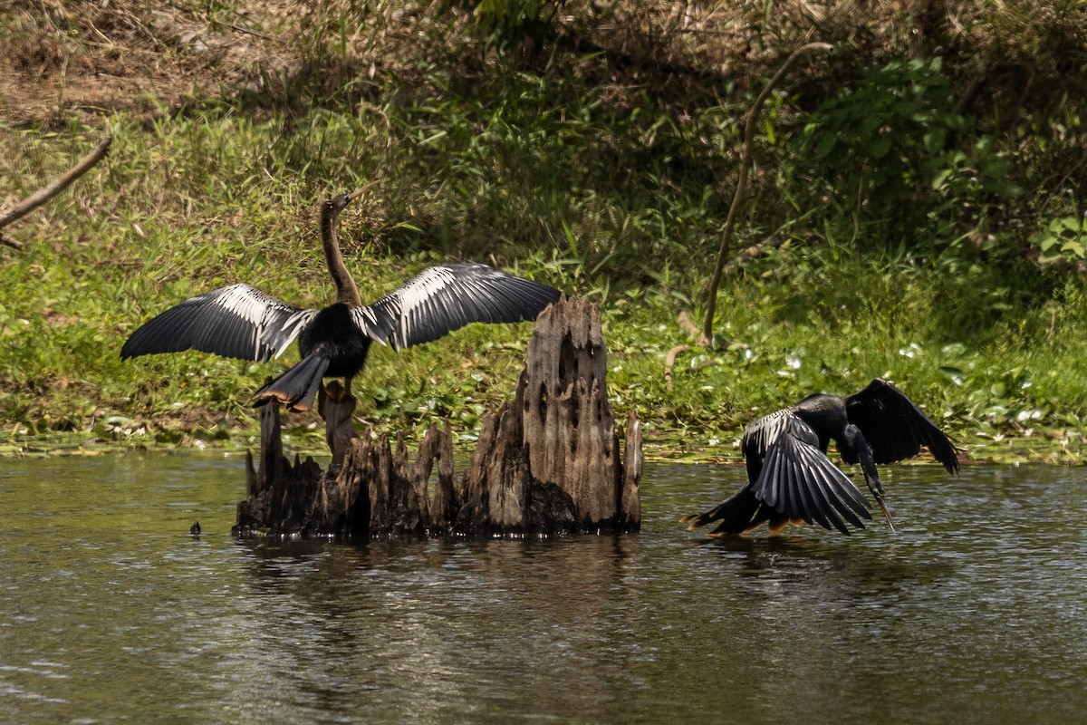 Amerika-Schlangenhalsvogel - ML618894526