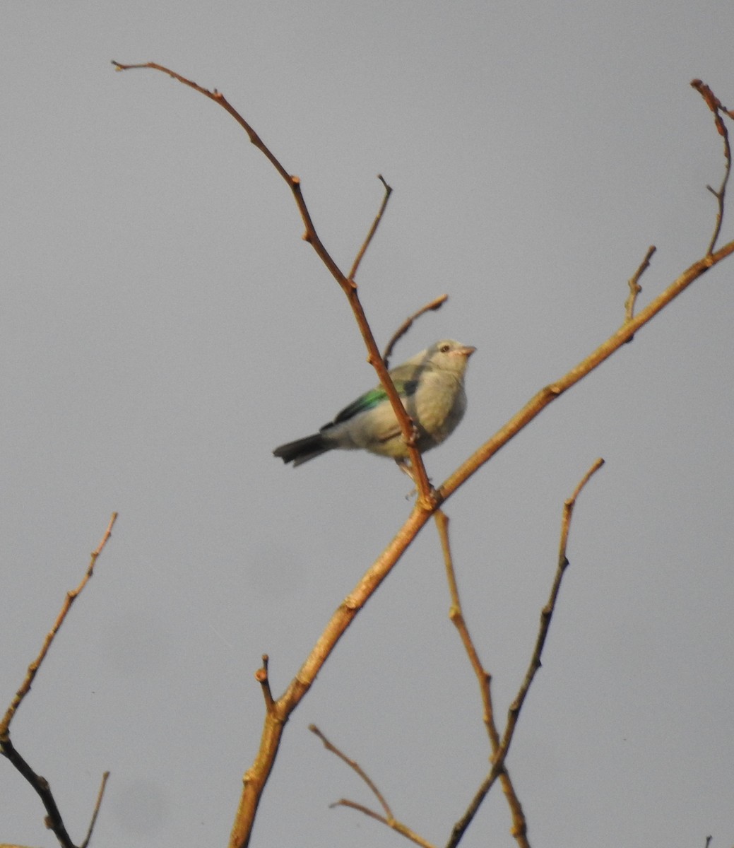 Blue-gray Tanager - ML618894550