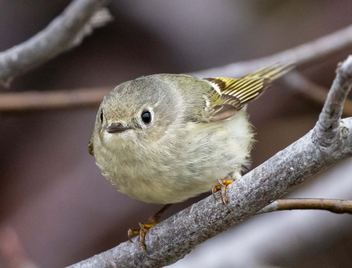 Golden-crowned Kinglet - John Alexander