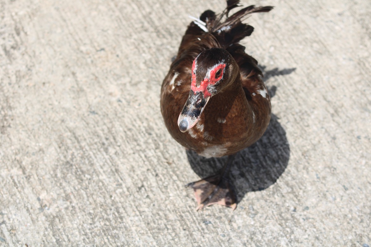 Muscovy Duck (Domestic type) - ML618894559