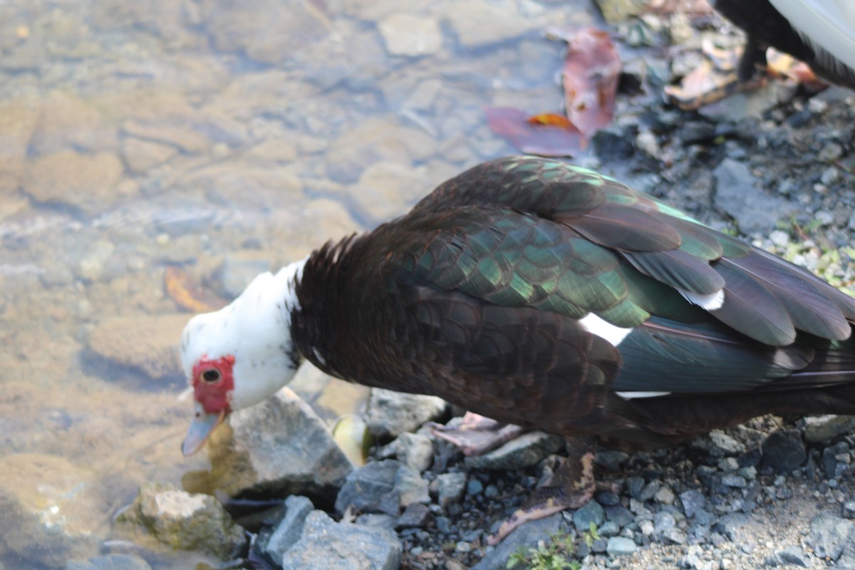 Muscovy Duck (Domestic type) - ML618894560