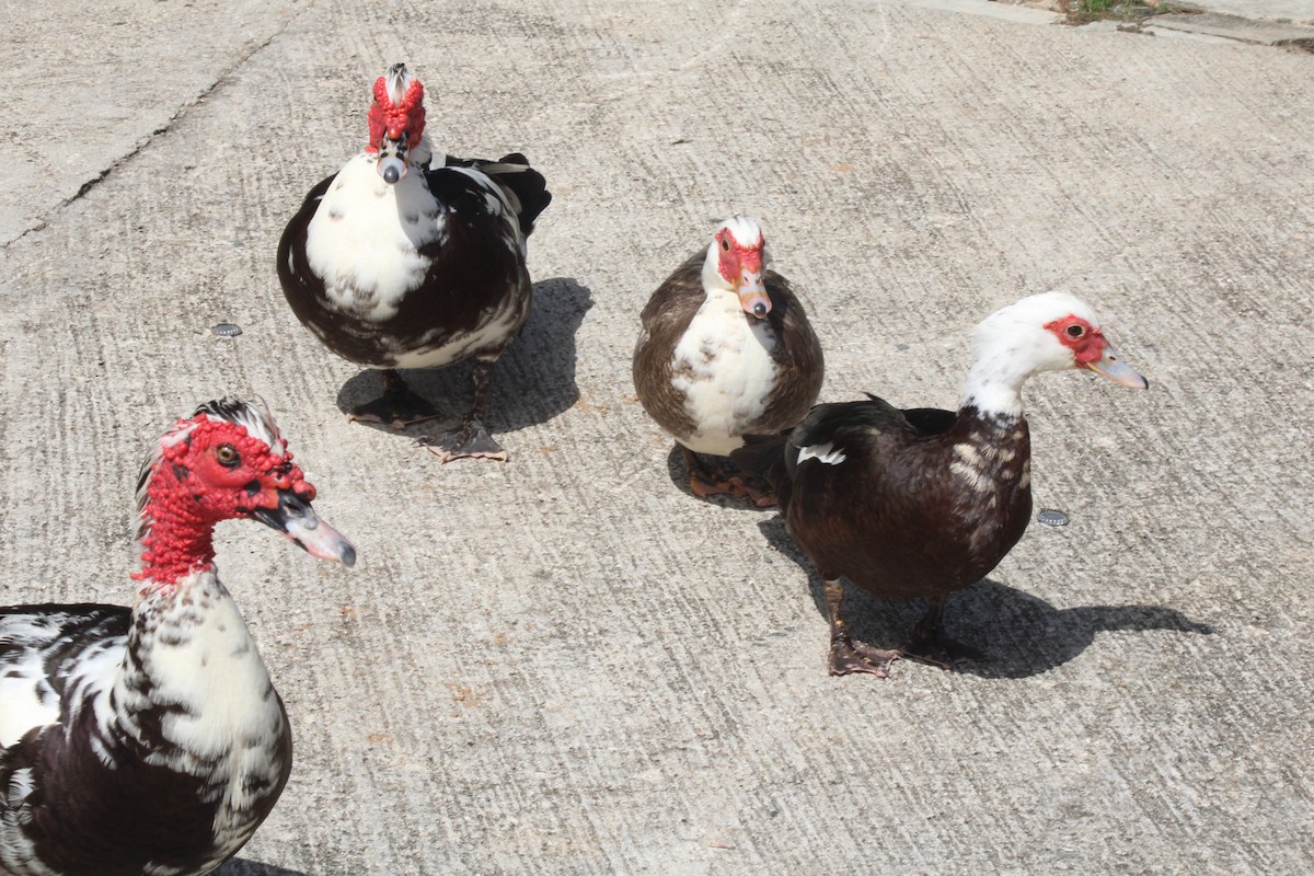 Muscovy Duck (Domestic type) - Juan Rosa