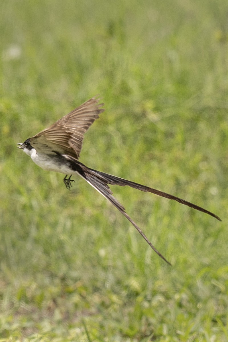 Fork-tailed Flycatcher - Carlos Cruz / @TeamOspreyPTY