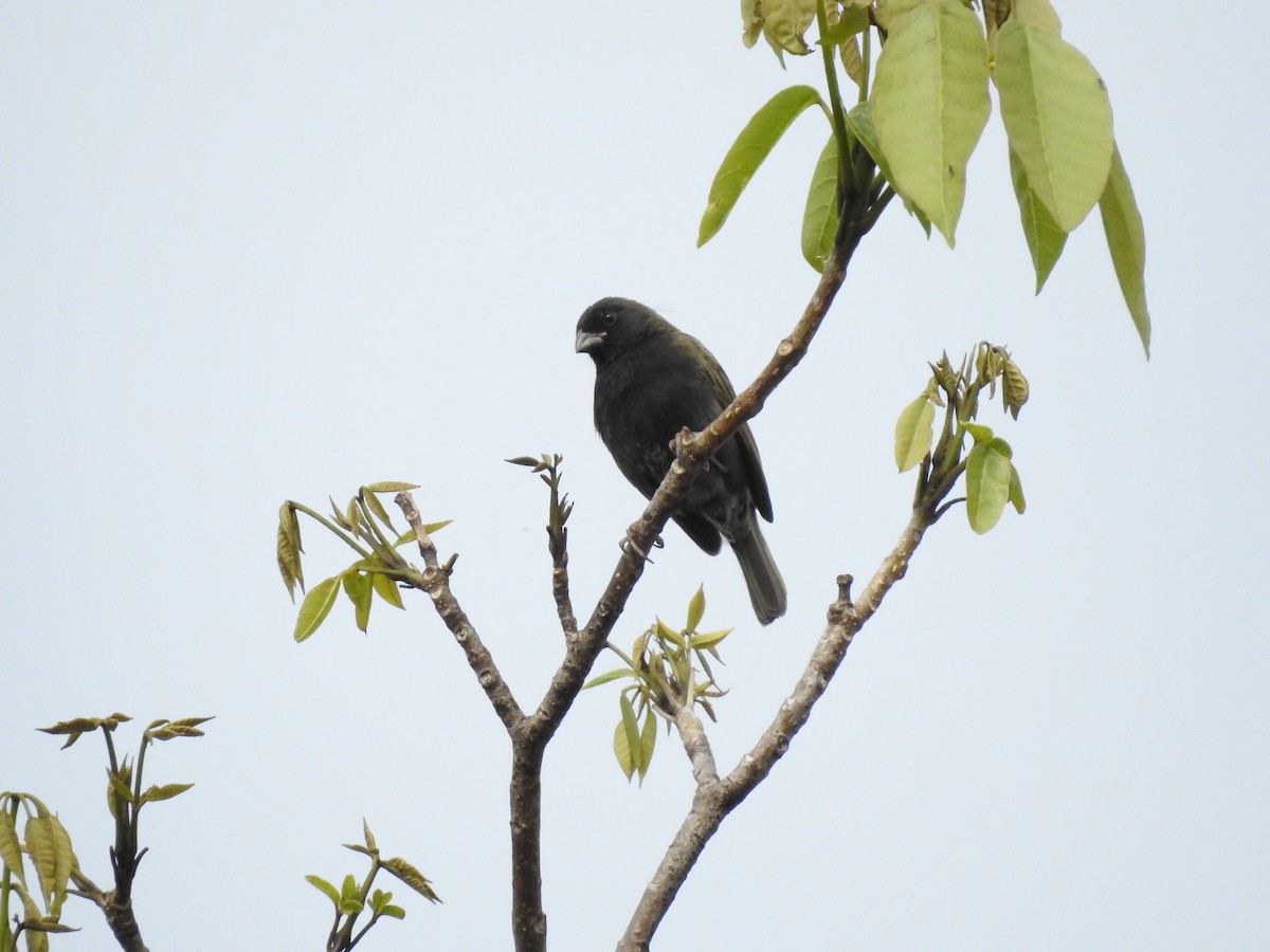 Black-faced Grassquit - ML618894567