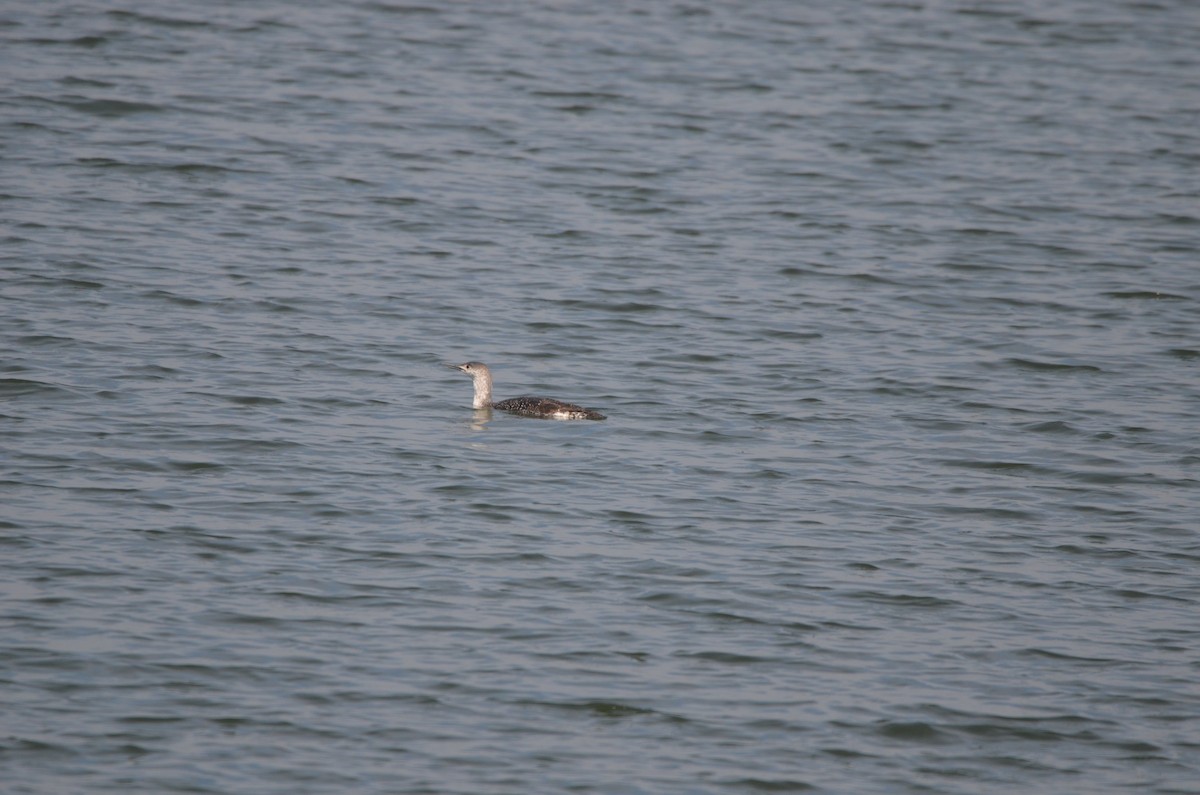 Red-throated Loon - Wojciech Rycerz