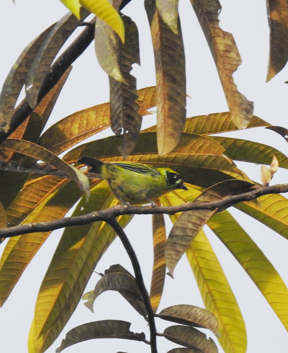 Green-and-gold Tanager - fabian castillo