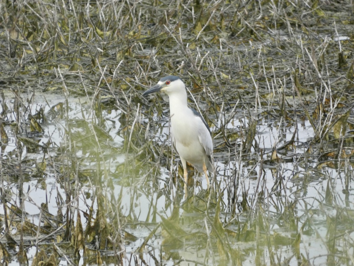 Black-crowned Night Heron - Eddie Avellaneda