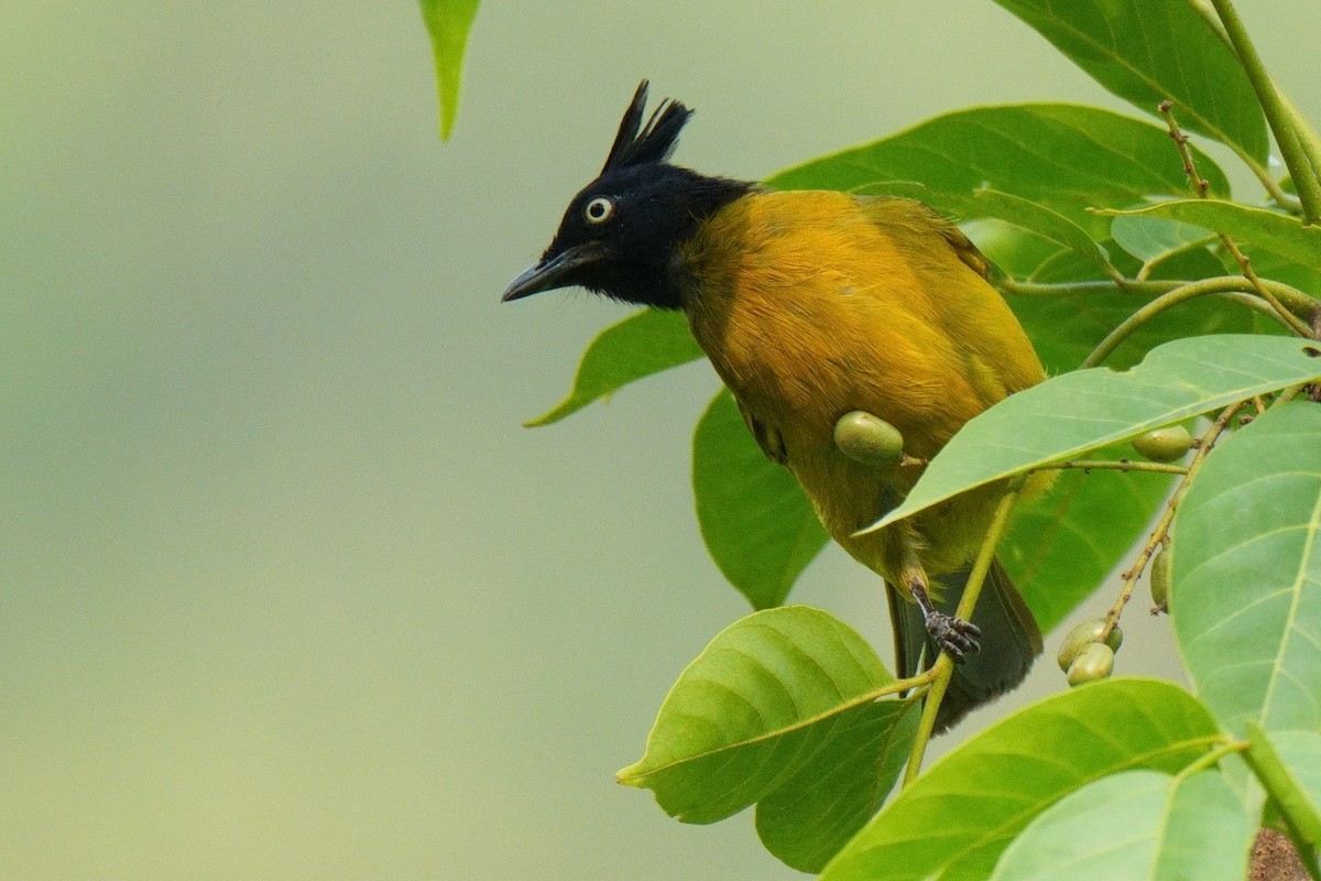 Bulbul à huppe noire - ML618894597