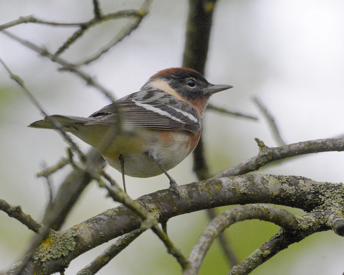 Bay-breasted Warbler - David Kennedy