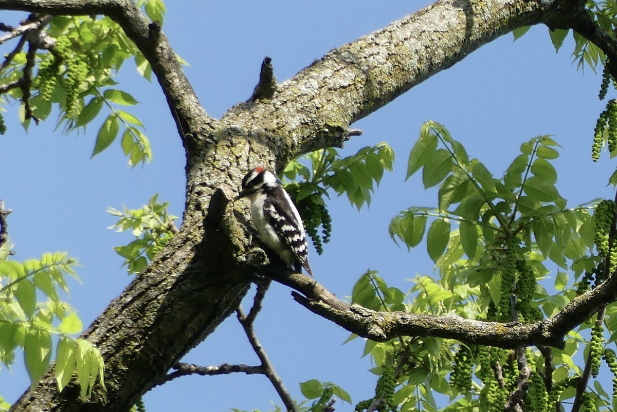 Downy Woodpecker - ML618894617