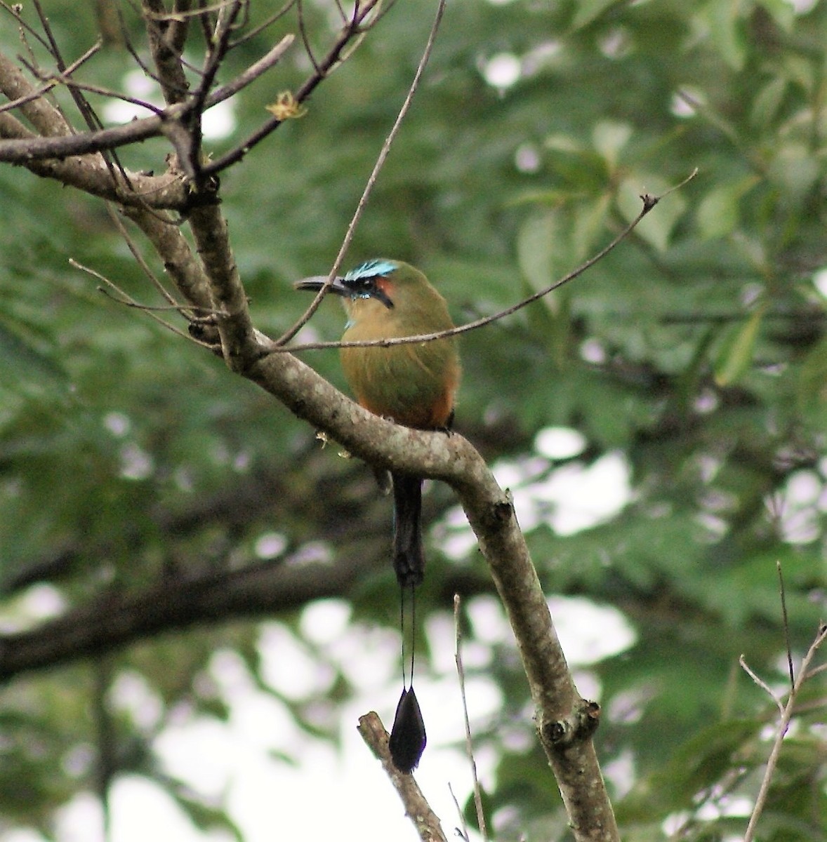 Turquoise-browed Motmot - MARENA AVES