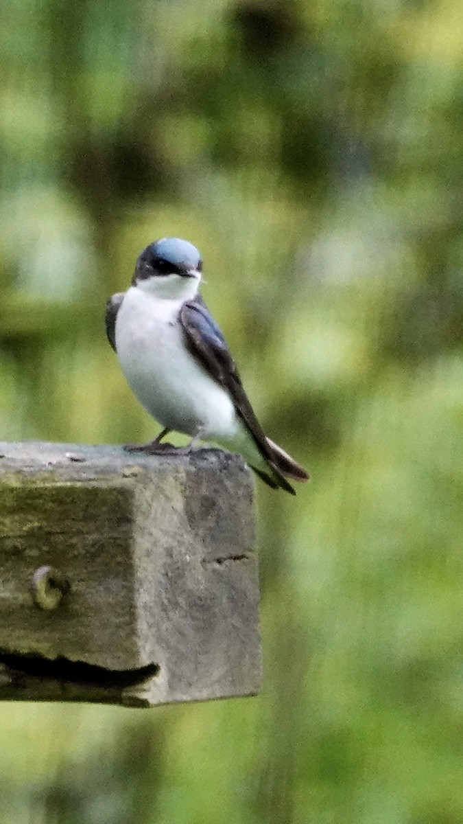 Tree Swallow - Tom Shepard