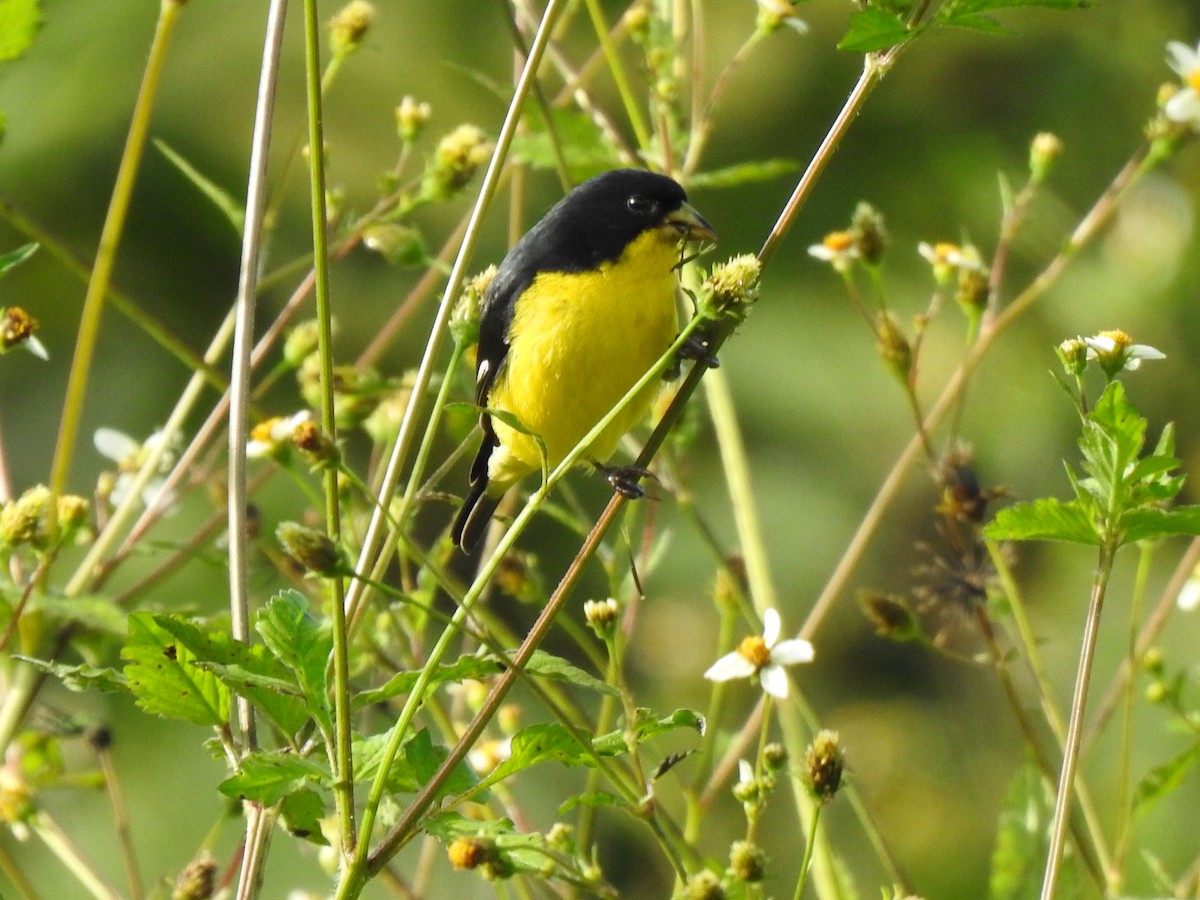 Lesser Goldfinch - ML618894635