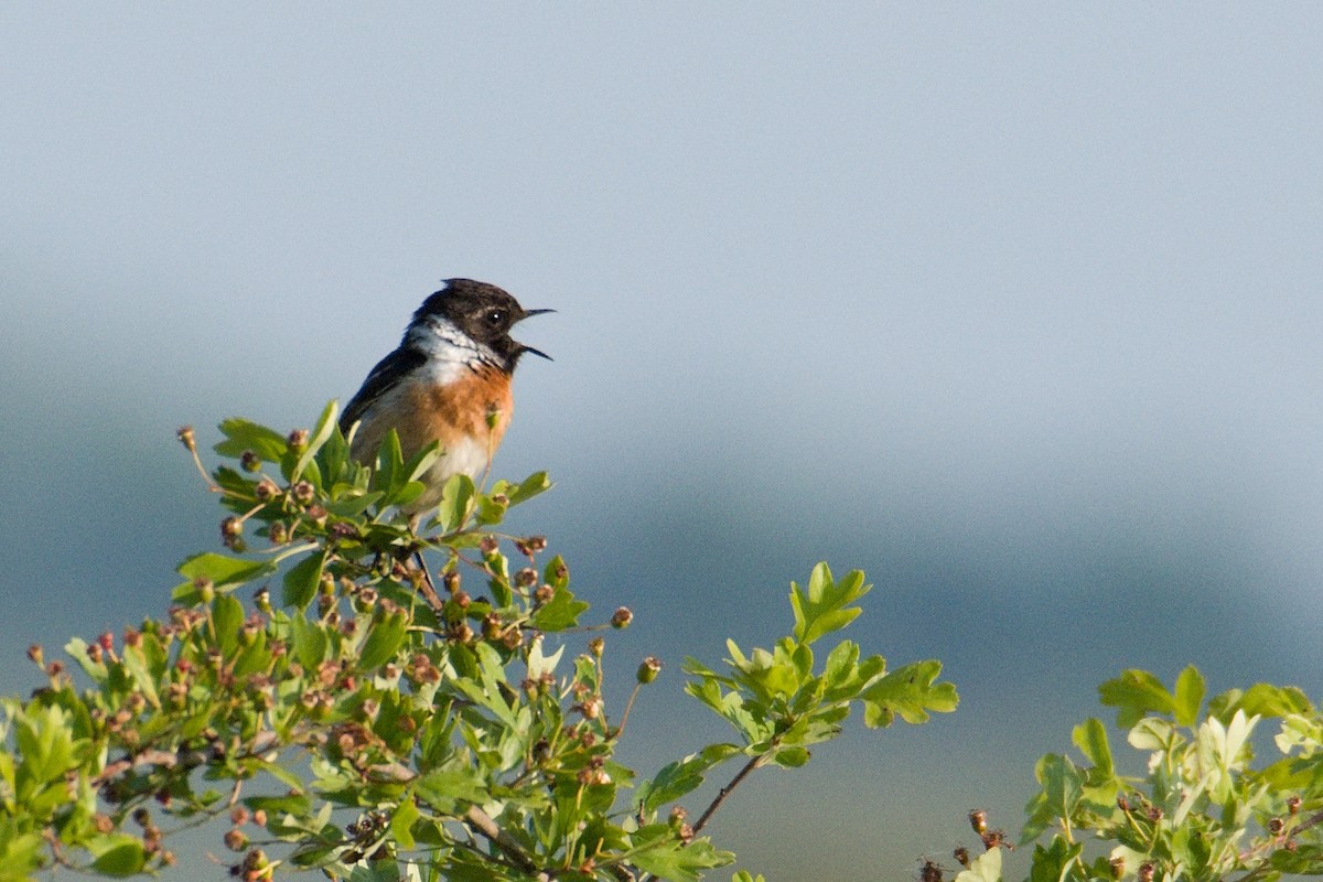 European Stonechat - Kateřina Mrhačová