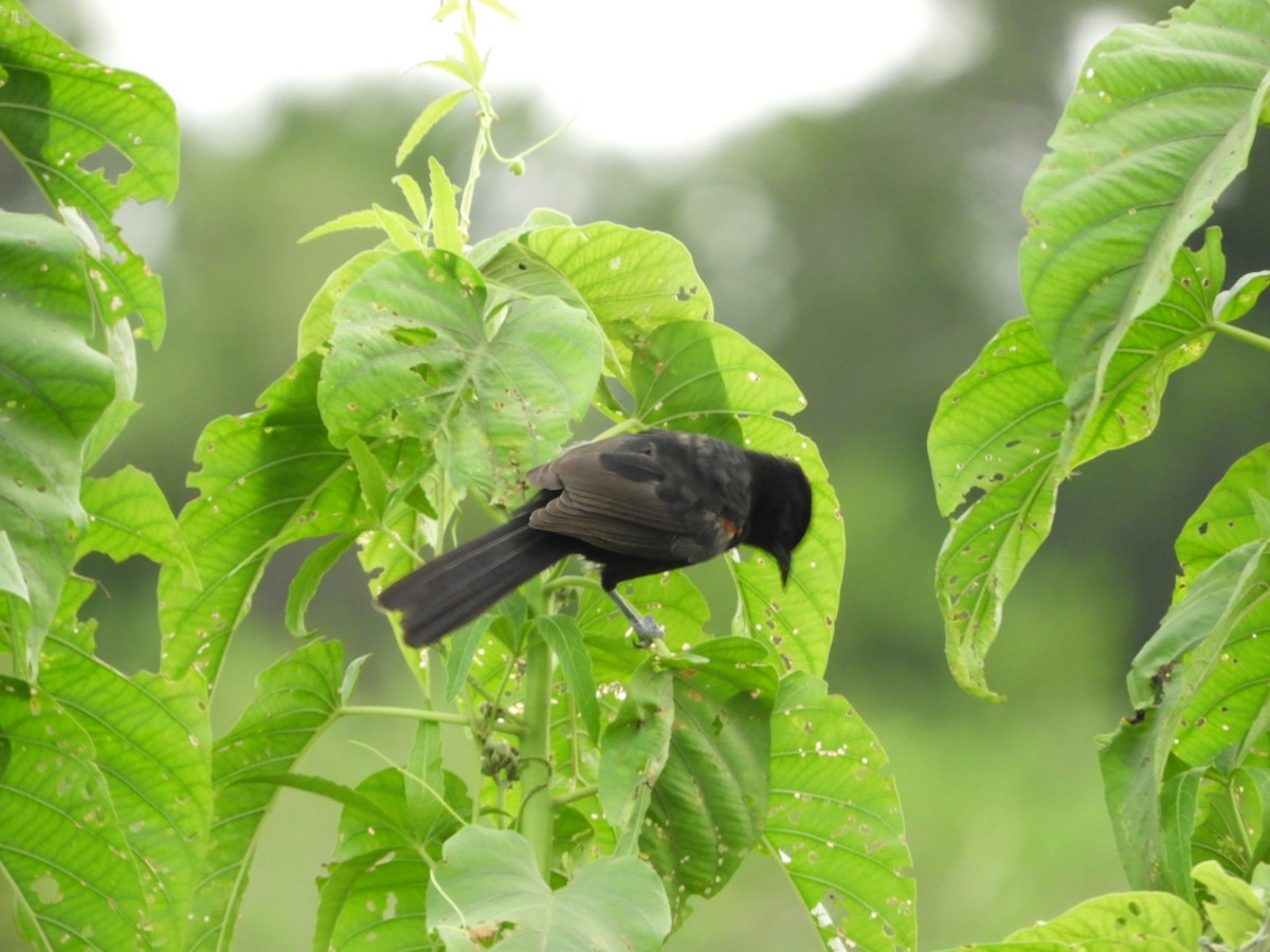 Variable Oriole - ML618894642