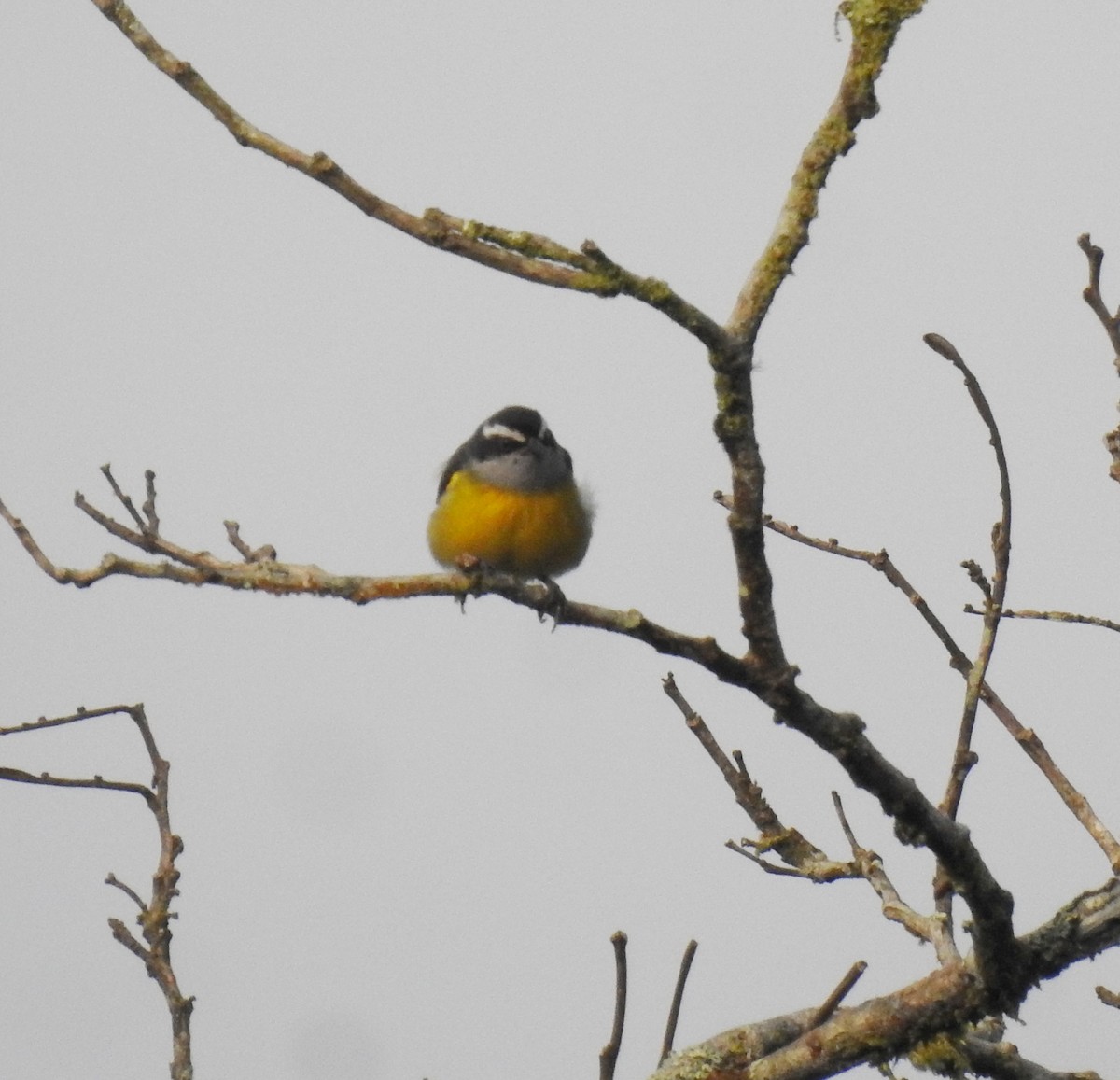 Bananaquit - fabian castillo