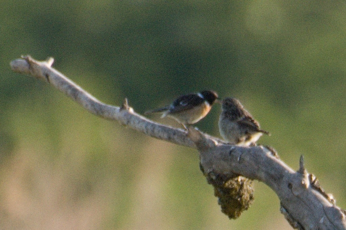 European Stonechat - Kateřina Mrhačová