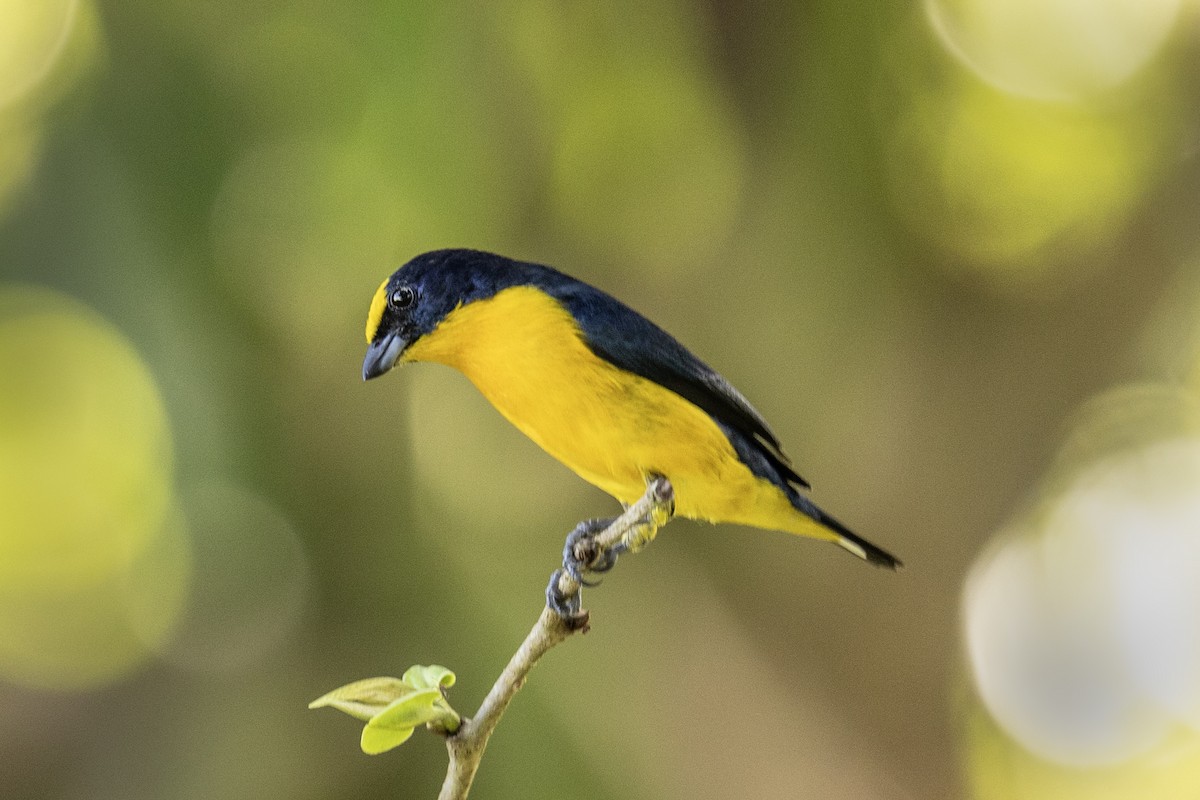 Thick-billed Euphonia - ML618894684