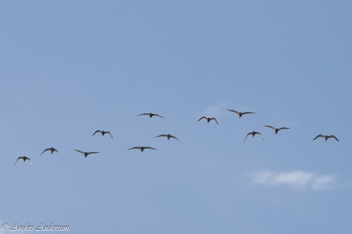 Bar-tailed Godwit - Anders Andersson