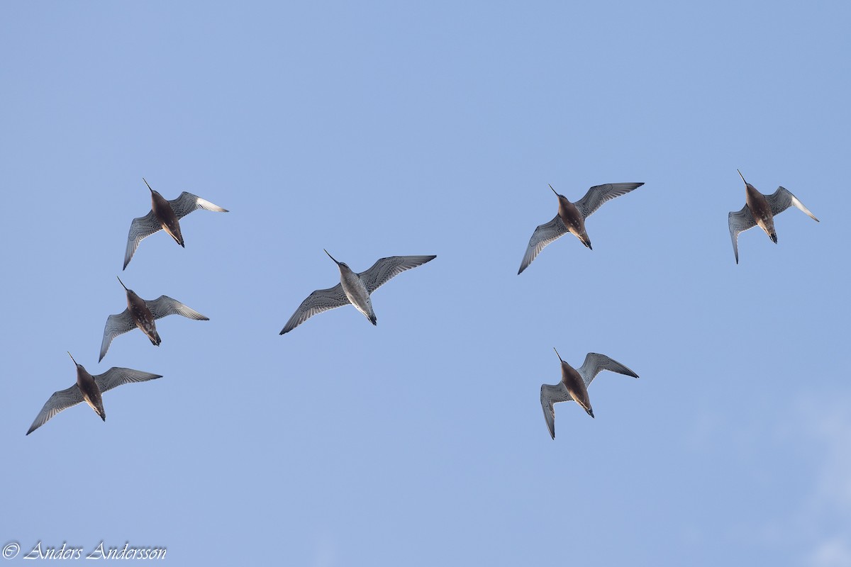 Bar-tailed Godwit - Anders Andersson