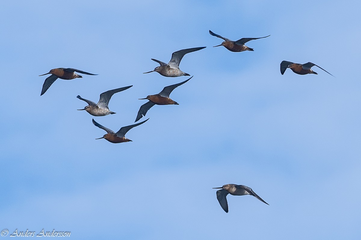 Bar-tailed Godwit - Anders Andersson