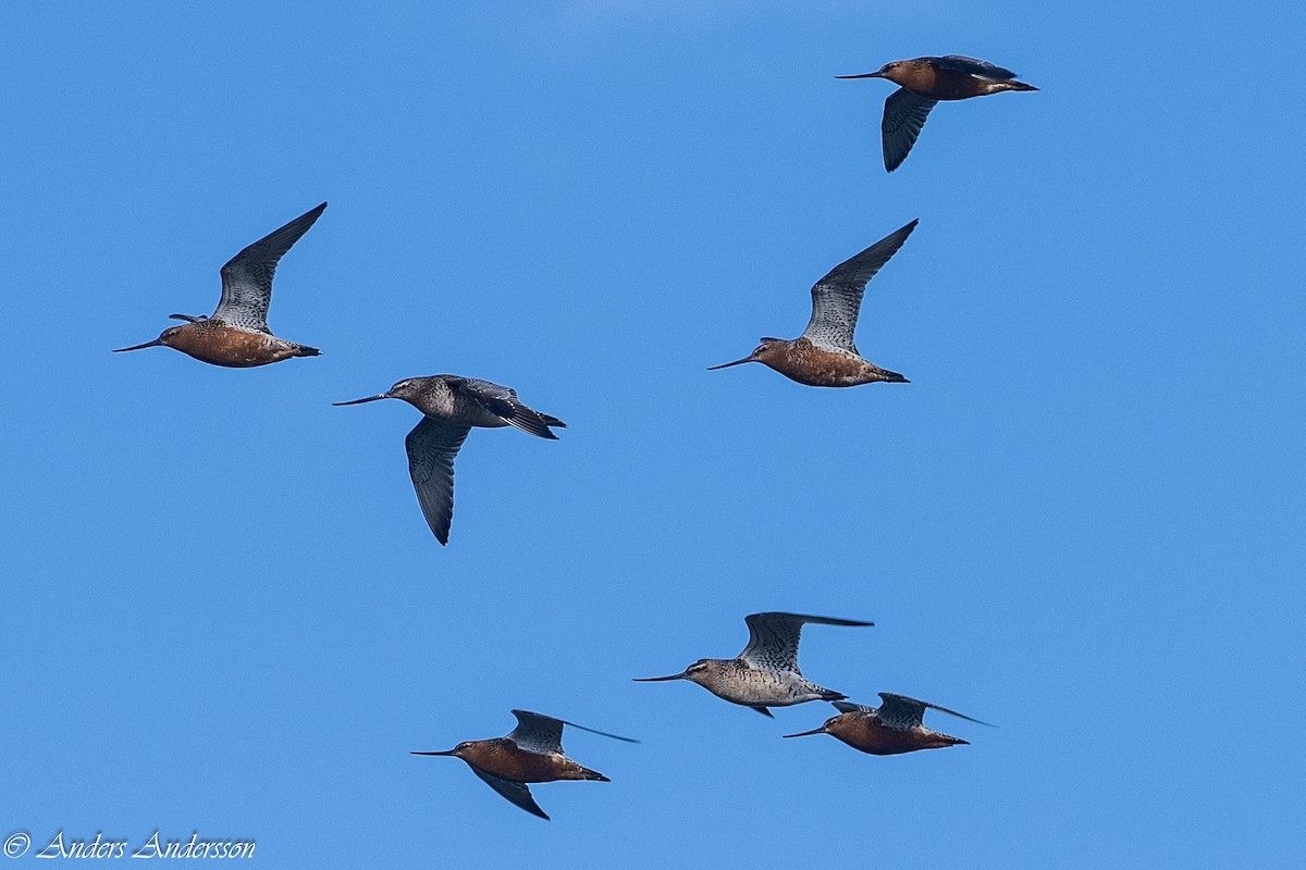 Bar-tailed Godwit - Anders Andersson