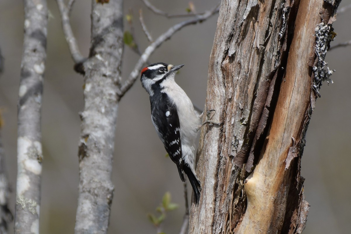 Downy Woodpecker - ML618894709