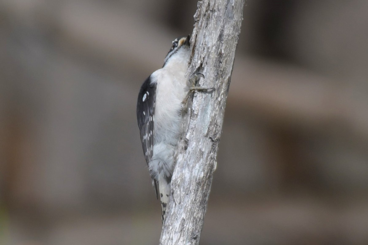 Downy Woodpecker - ML618894711