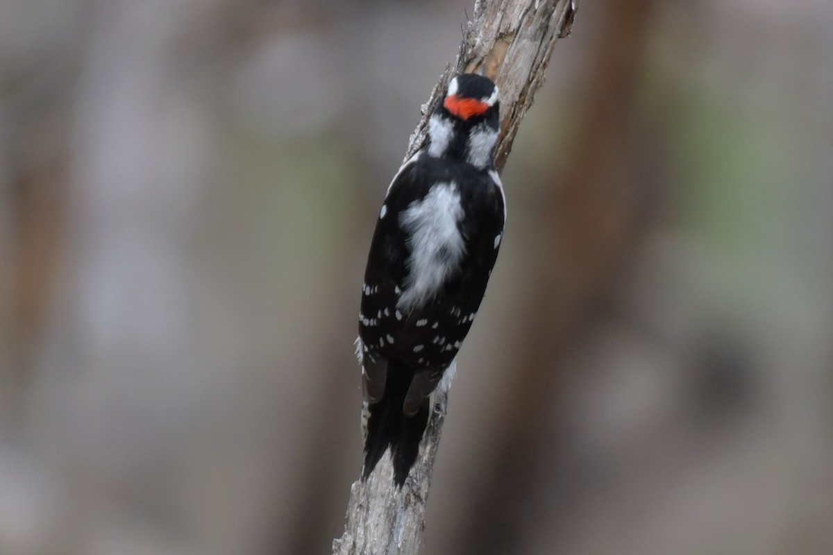 Downy Woodpecker - ML618894713