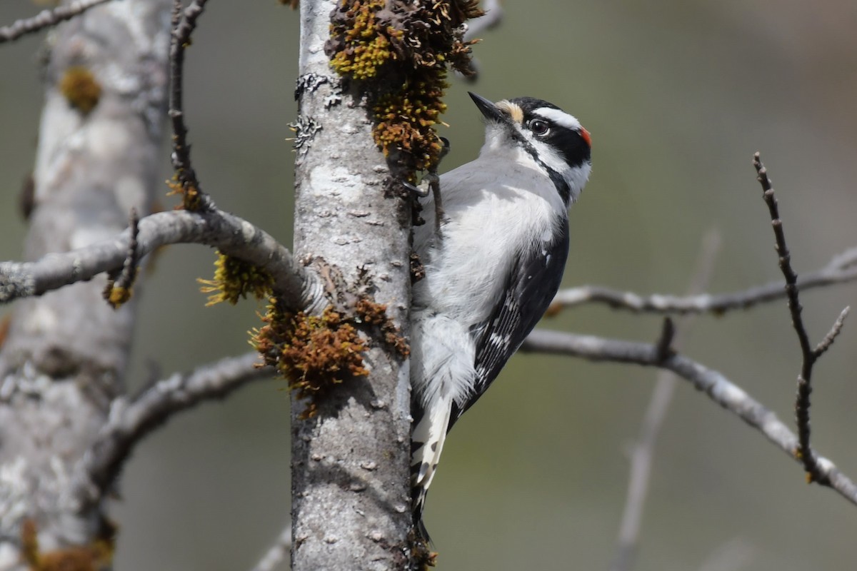 Downy Woodpecker - ML618894717