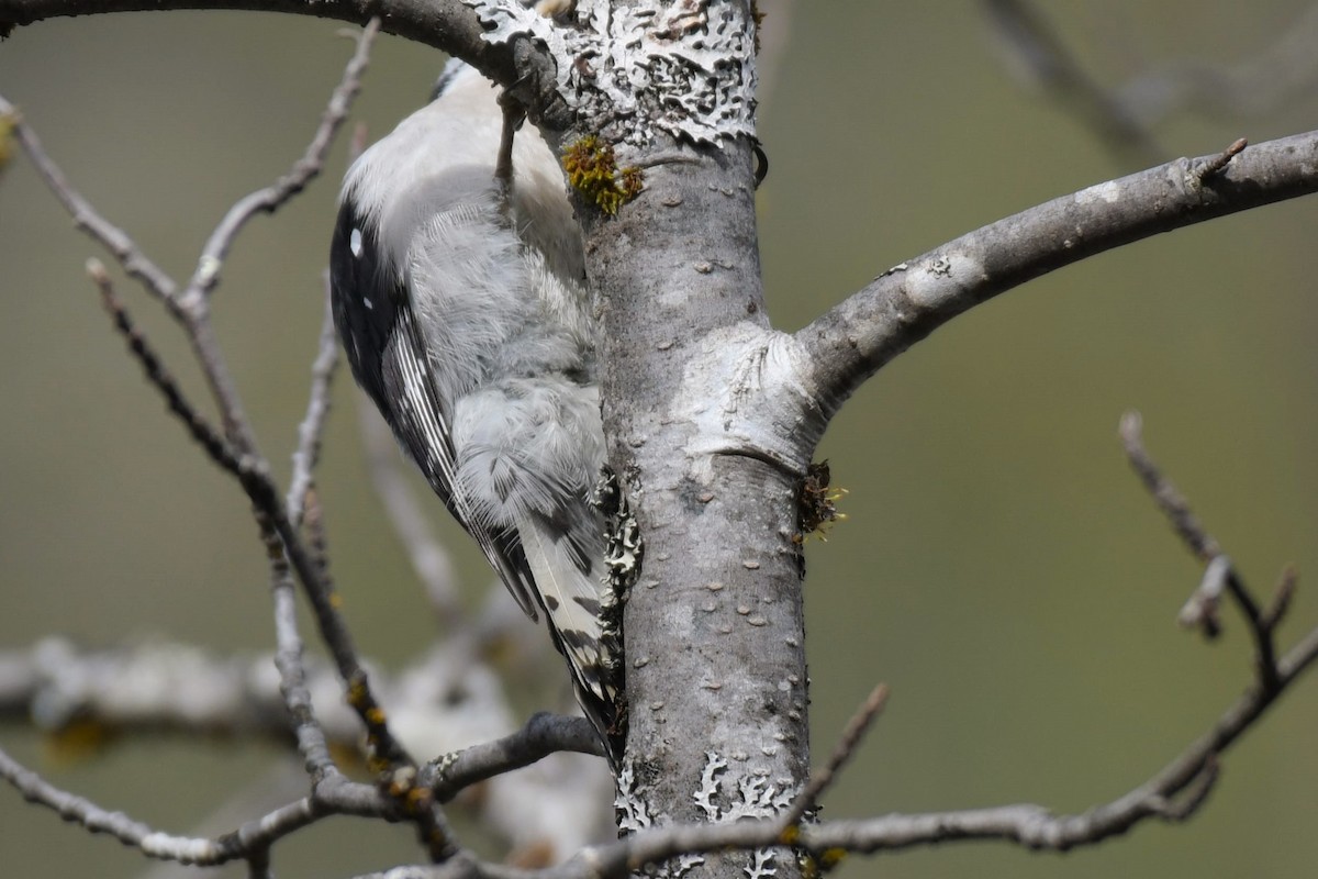 Downy Woodpecker - ML618894719