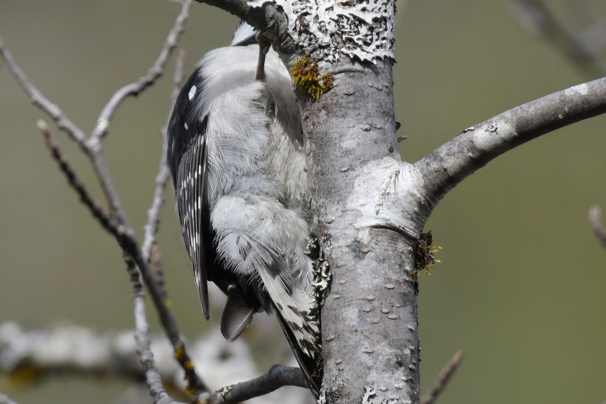 Downy Woodpecker - ML618894720