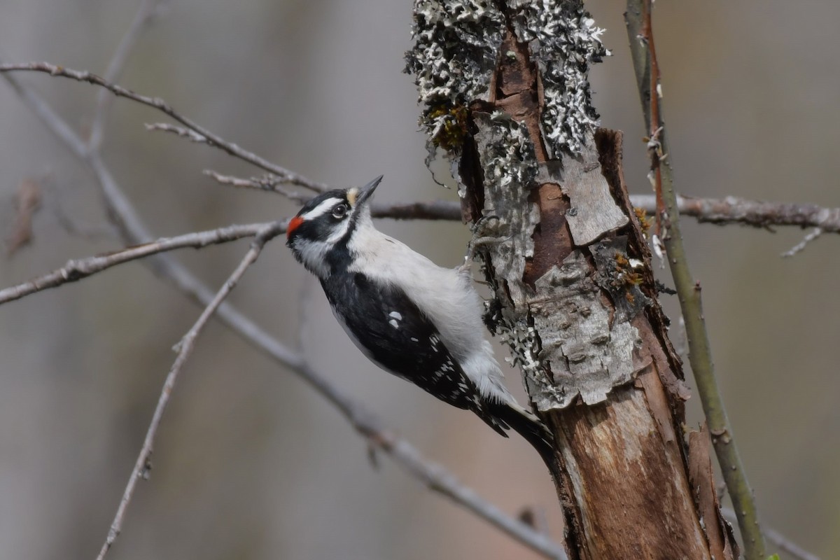 Downy Woodpecker - ML618894721