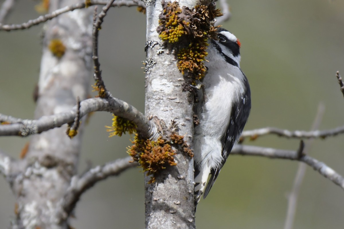 Downy Woodpecker - ML618894722