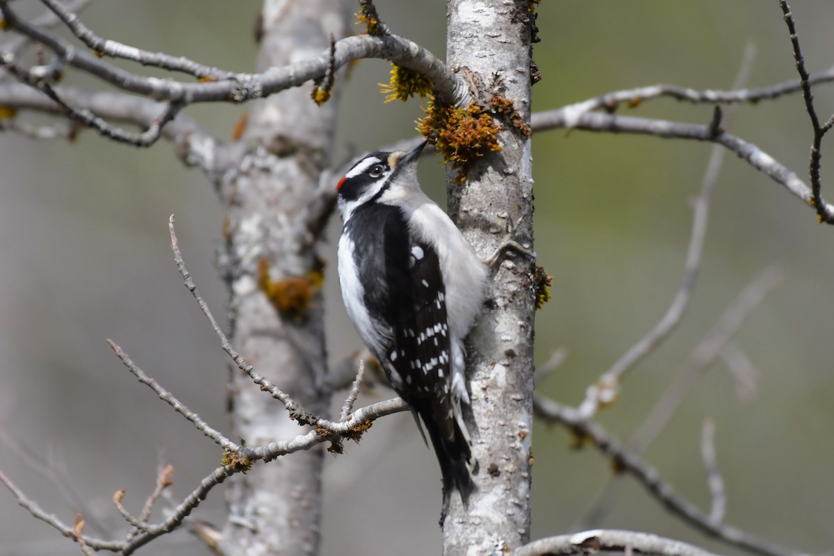 Downy Woodpecker - ML618894724