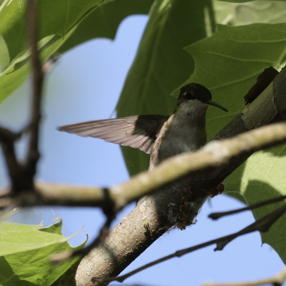 Ruby-throated Hummingbird - Michael Burkhart