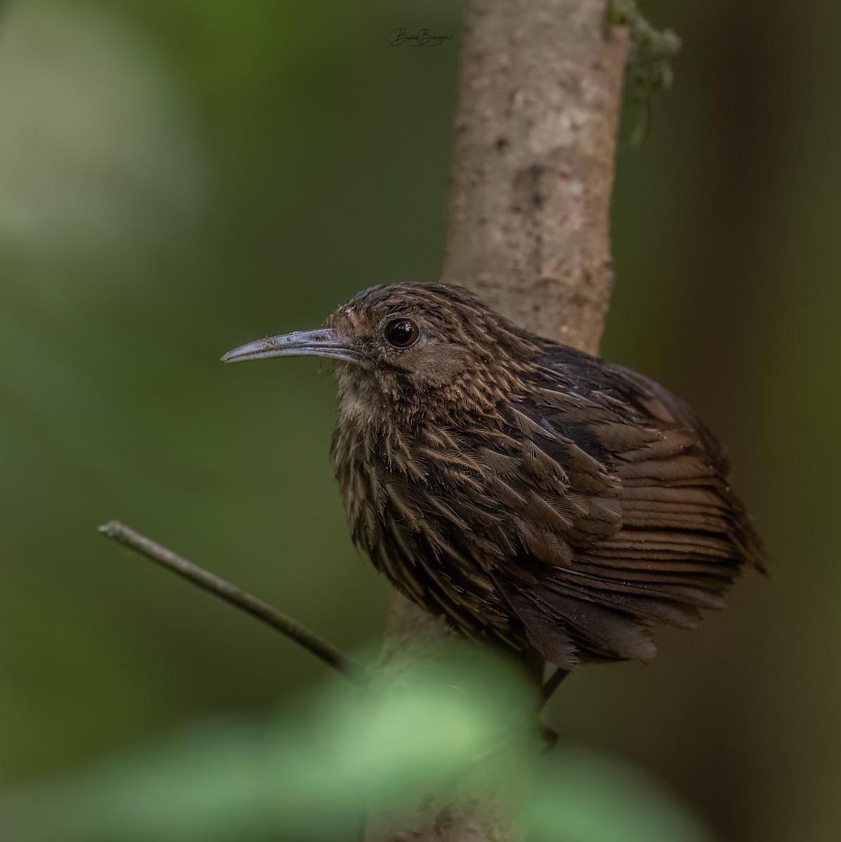 Long-billed Wren-Babbler - ML618894746