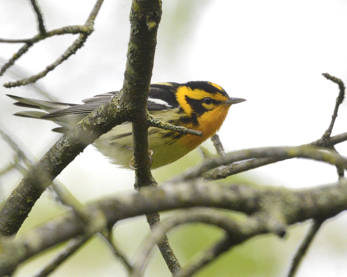 Blackburnian Warbler - David Kennedy