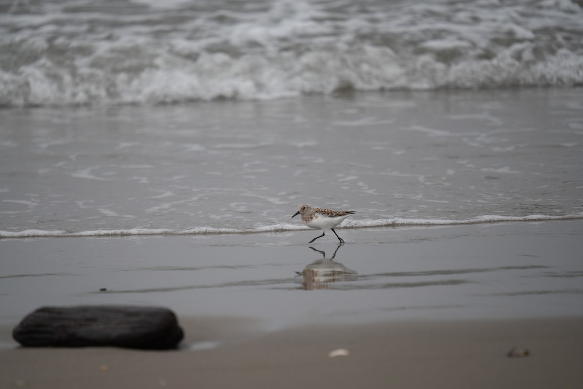 Sanderling - Amanda Newlove