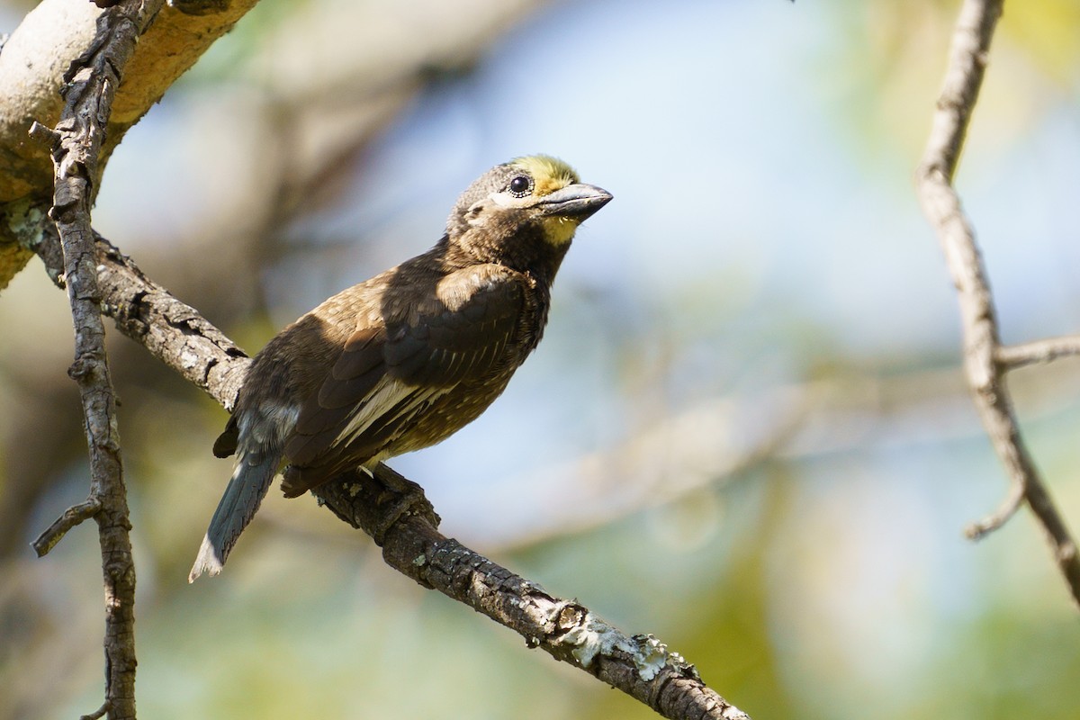 Whyte's Barbet - Reece Dodd