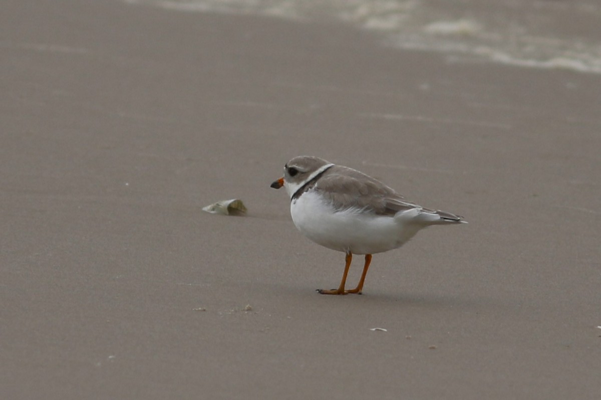 Piping Plover - ML618894783
