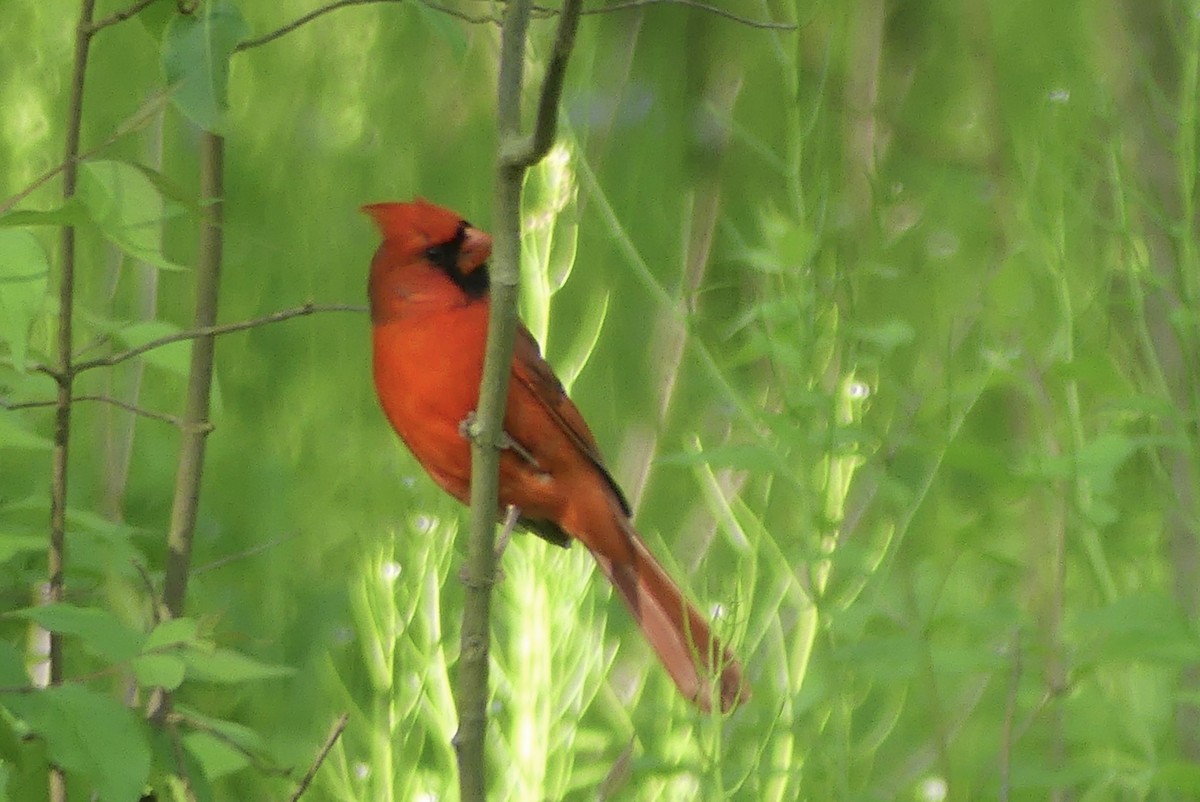 Northern Cardinal - Anonymous