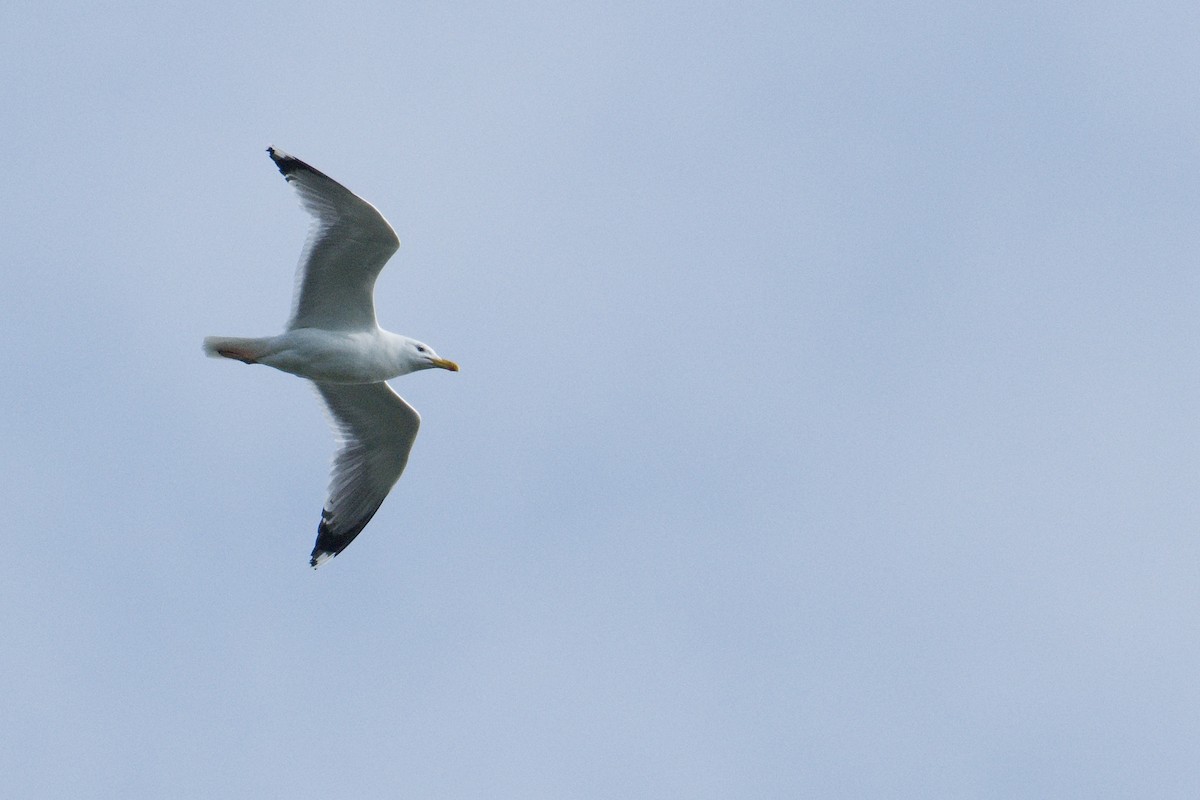 Caspian Gull - Kateřina Mrhačová